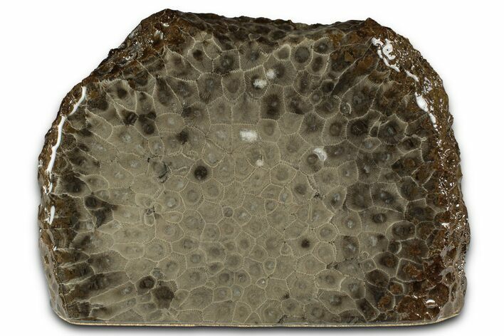 Free-Standing, Petoskey Stone (Fossil Coral) Section - Michigan #356976